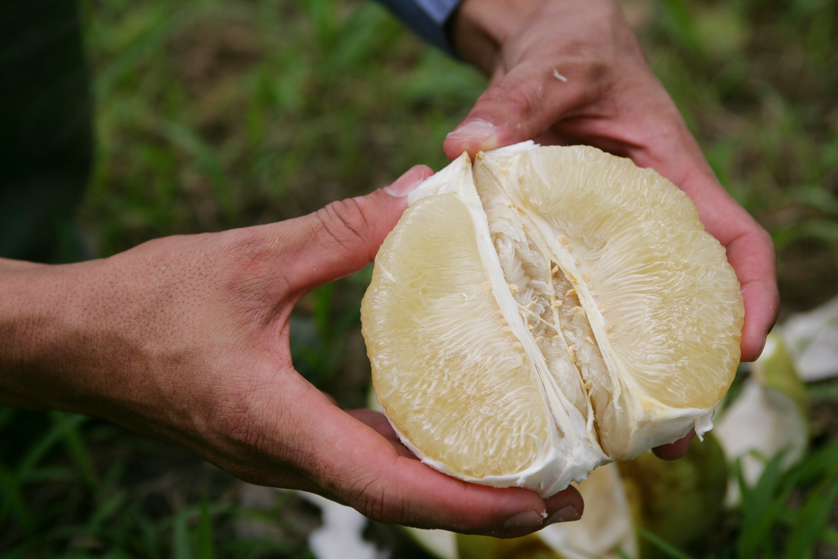 撥開的大白柚露出米白飽滿果粒