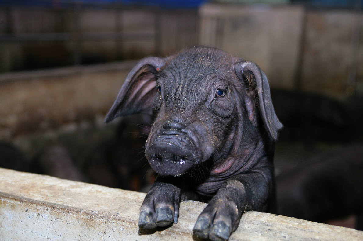 東寶黑豬肉｜養殖超過15個月的黑豬肉