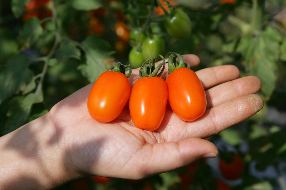 美浓橙蜜香小番茄5斤/盒