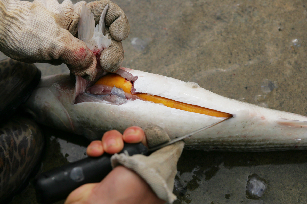 「生鱼片加工法」低温乾燥减盐乌鱼子