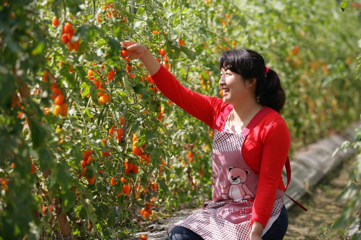 珍姐的橙蜜香小番茄果園