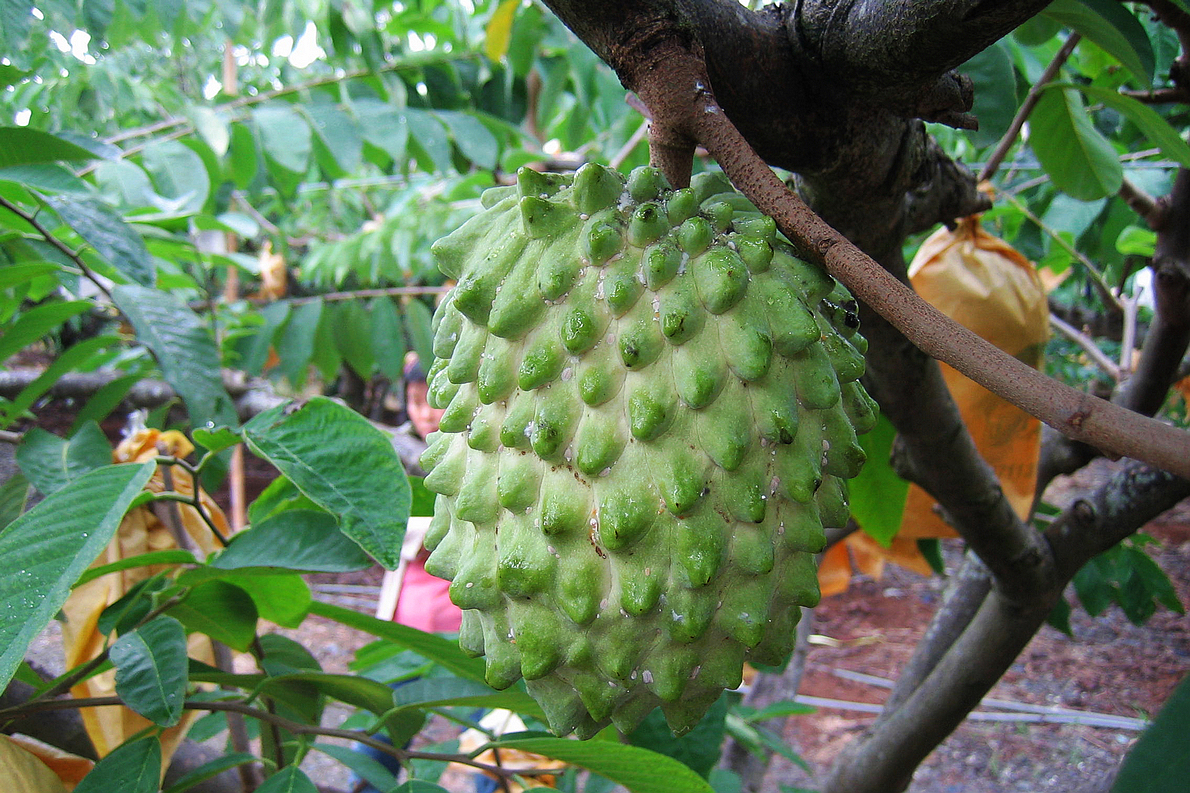 台东班鸠凤梨释迦