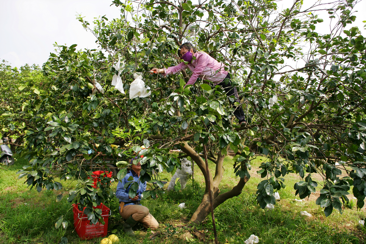 大白柚的採收非常辛苦、危險