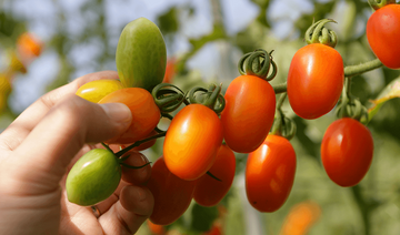 【說食話】為什麼「番茄紅了，醫生的臉就綠了?」