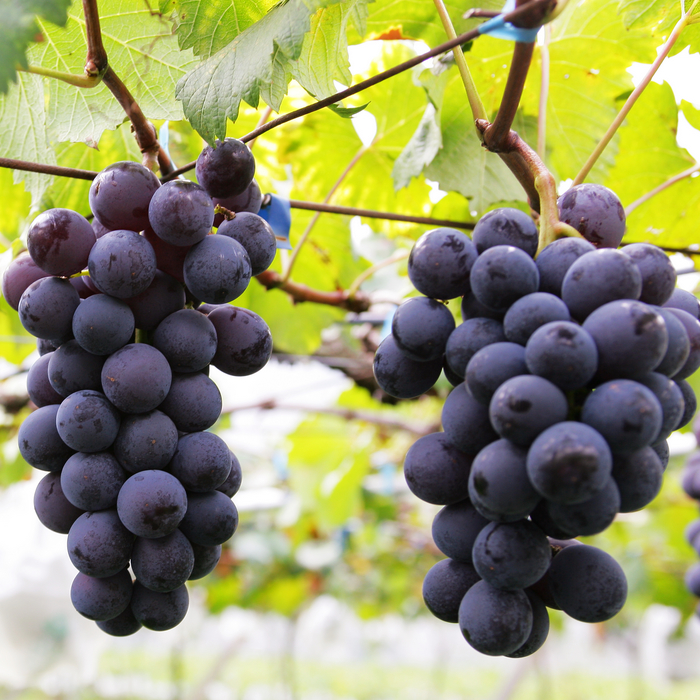 【3盒优惠】信义丰丘黑葡萄3斤/盒