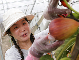 彰化蜜汁無花果