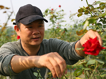 大花農場天然玫瑰花瓣/花茶