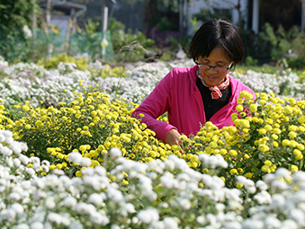 台灣無毒杭菊