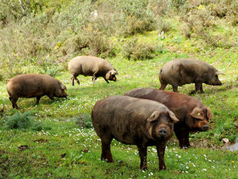 貴族血統：西班牙伊比利豬美味的秘密!