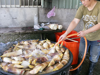 花蓮有機(套袋)黃金蜜筍