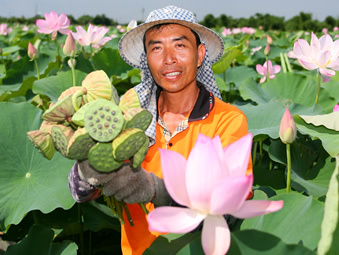 自然農法白河蓮子/蓮藕粉